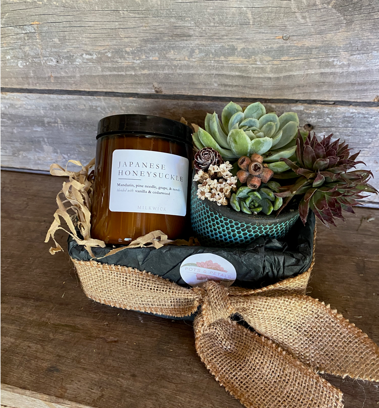 Potted Succulent candle Pack